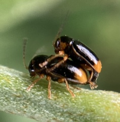Cryptocephalus chrysopus