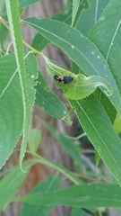 Harmonia axyridis
