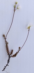 Veronica decora