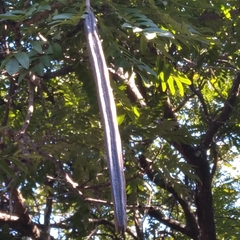 Cyphostemma hypoleucum