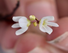 Veronica decora