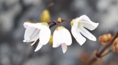 Veronica decora