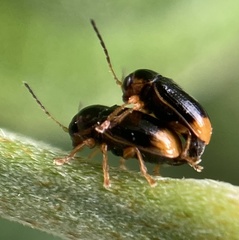 Cryptocephalus chrysopus