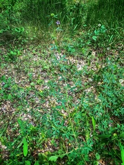 Medicago sativa