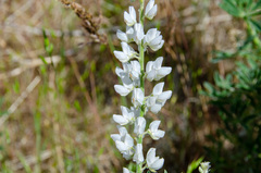 Lupinus sulphureus