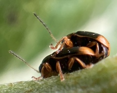 Cryptocephalus chrysopus
