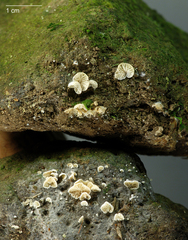 Clitopilus kamaka