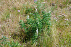 Lupinus sulphureus