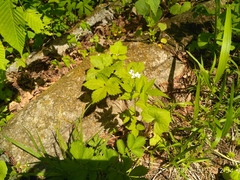 Cardamine leucantha
