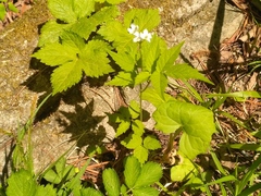 Cardamine leucantha