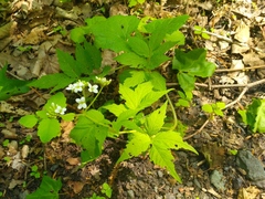 Cardamine leucantha
