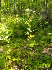 Cardamine leucantha