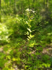 Cardamine leucantha