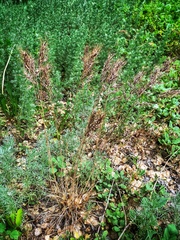 Poa bulbosa vivipara
