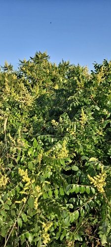 Tanner's sumac