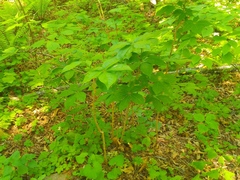 Eleutherococcus senticosus