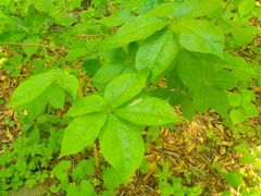 Eleutherococcus senticosus