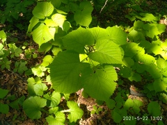 Tilia mandshurica