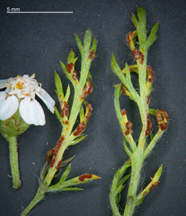 Puccinia cnici-oleracei