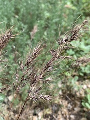 Poa bulbosa vivipara