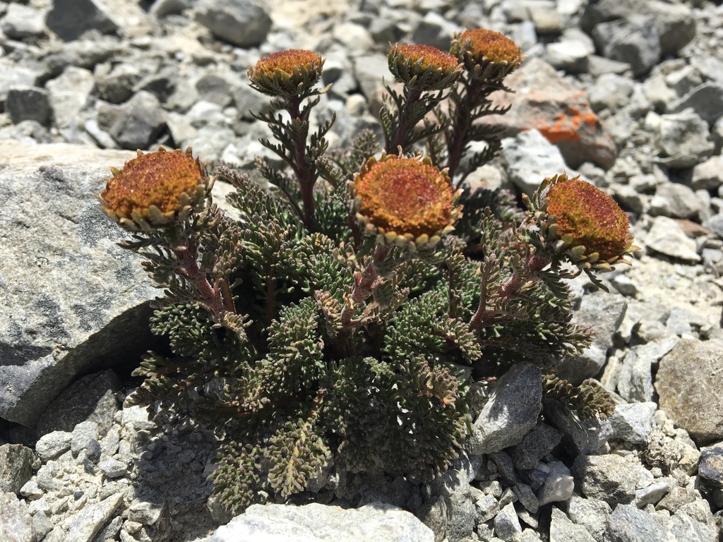 Leptinella dendyi