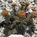 Leptinella dendyi - Photo (c) Erin Gallagher, algunos derechos reservados (CC BY-NC), subido por Erin Gallagher