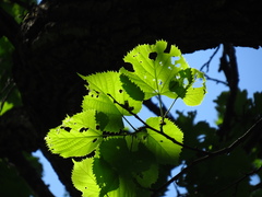 Tilia mandshurica