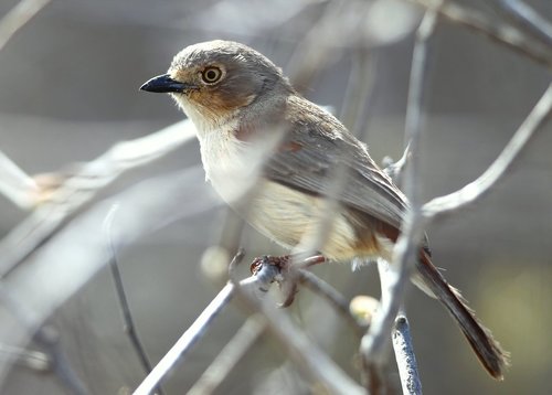 Red-shouldered Vanga