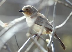 Calicalicus rufocarpalis