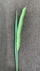 Agropyron cristatum