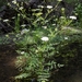 Water Parsnip - Photo (c) fnprice, some rights reserved (CC BY-NC), uploaded by fnprice