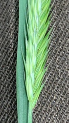Agropyron cristatum