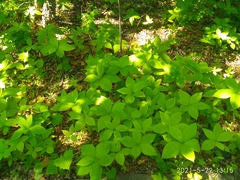 Brachybotrys paridiformis