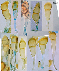 Puccinia cnici-oleracei