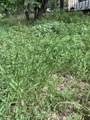 Agropyron cristatum