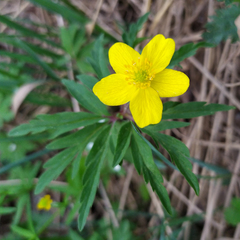 Anemonoides uralensis