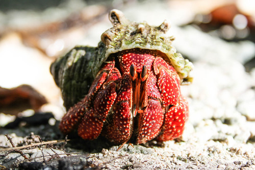 Strawberry Hermit Crab (Decapoda (crabs) of the British Indian Ocean ...