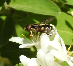 Parhelophilus flavifacies