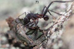 Acromyrmex volcanus
