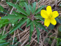 Anemonoides uralensis