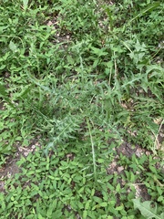 Carduus acanthoides