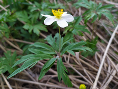 Anemonoides uralensis