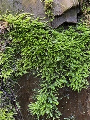 Plagiothecium cavifolium