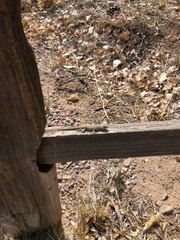 Sceloporus tristichus