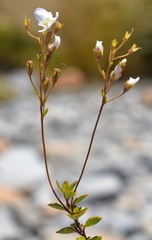 Veronica decora