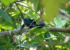 Callosciurus prevostii pluto