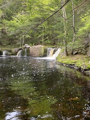 Plagiothecium cavifolium