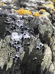 Pseudothelomma occidentale