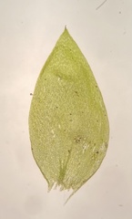 Plagiothecium cavifolium