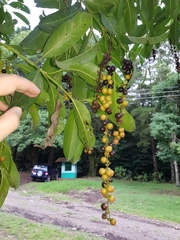 Citharexylum donnell-smithii